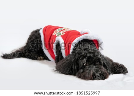 A black and white cockapoo (cockerpoo) laying, horizontal orientation, on a white background wearing a red christmas outfit shot in studio, shallow depth of field, focus on nose
