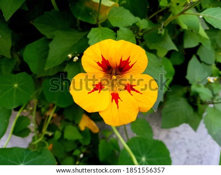 Close-up of a single yellow Nasturtium (Tropaeolum majus) flower with red pattern in landscape format