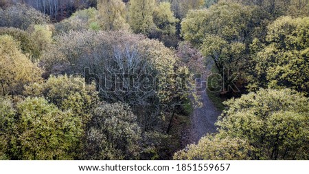 This picture of trees losing its leaves in late Autumn was taken from Erskine bridge crossing the River Clyde Estuary west of Glasgow Scotland.