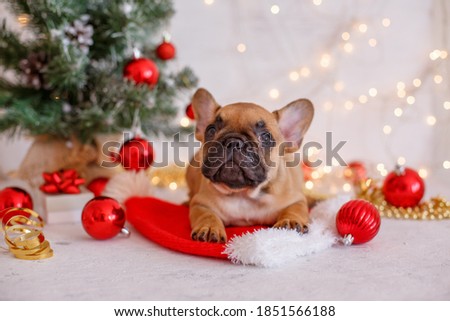 French bulldog puppies on new year's background