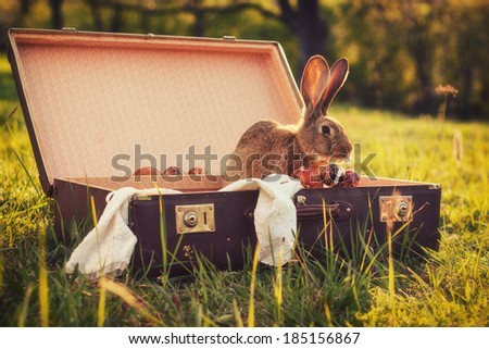 Easter bunny / Vintage style photo from a bunny in a suitcase