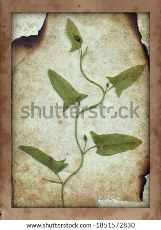 Old vintage rough paper with scratches and stains texture and dry plant 