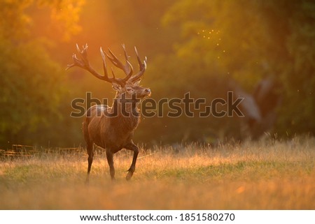 Portrait of the Red deer ( Cervus elaphus ) rutting season in the natural enviroment Royalty-Free Stock Photo #1851580270