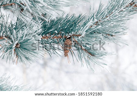 Beautiful Winter coniferous forest with trees covered frost and snow close up. Nature Winter background with snowy pine tree branches.Winter christmas  Wallpaper or Web banner