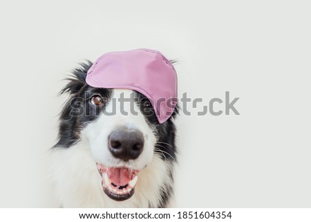 Do not disturb me, let me sleep. Funny cute smiling puppy dog border collie with sleeping eye mask isolated on white background. Rest, good night, siesta, insomnia, relaxation, tired, travel concept