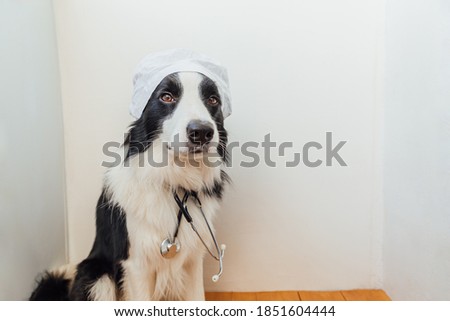 Puppy dog border collie with stethoscope dressed in doctor costume on white wall background indoor. Little dog on reception at veterinary doctor in vet clinic. Pet health care and animals concept