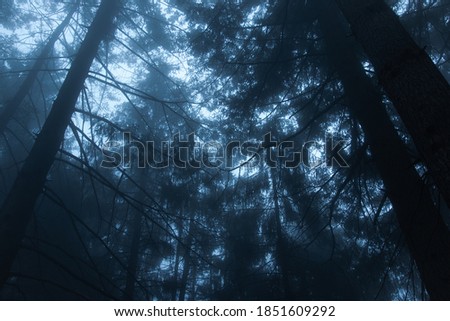 Night forest with fog and dark pines in blue hour. Mysterious and dark landscape inside the woods.