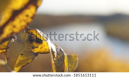 autumn yellow orange landscapes of leaves against the sun river and bridge nature of the North