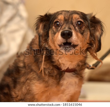 little funny brown pooch dog