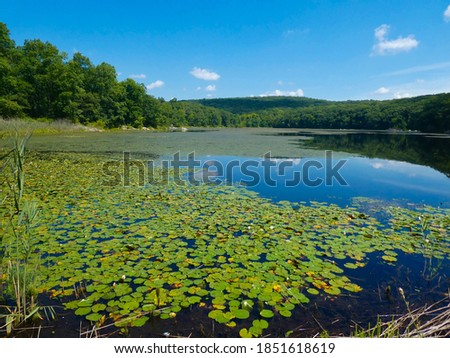 Scenic view of Silver lake with water lilies in New Jersey with a blue sky on a beautiful summer day.