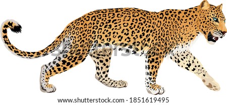 vector isolated leopard or jaguar illustration Royalty-Free Stock Photo #1851619495