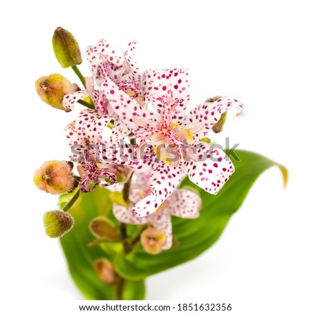 Cute tiny Tricyrtis toad lily flower bouquet isolated on white background. A design photo element for cards, postcards, wedding decotation or botanical cataloque
