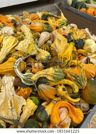 Large display of festive autumn gourds at outdoor pumpkin patch 