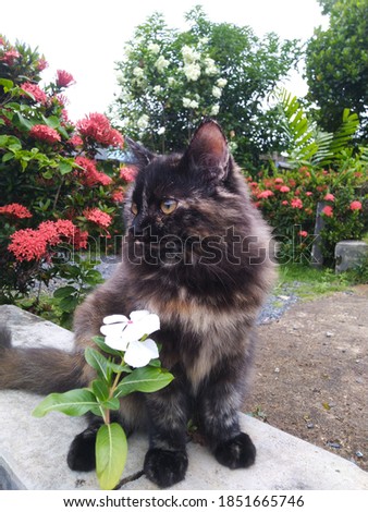 
Spotted brown cat with Vinca flowers, really interesting