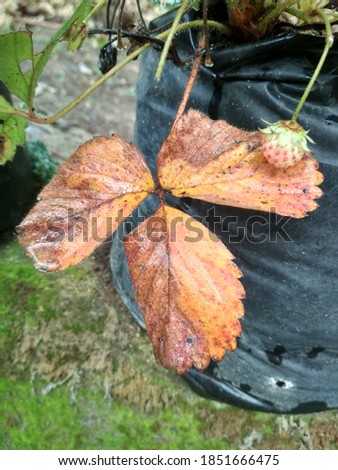 the strawberry leaf that have a brown color 