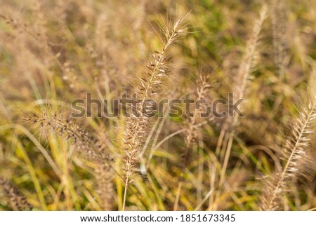 Setaria viridis shining in golden color taken in the forest in autumn in Japan
