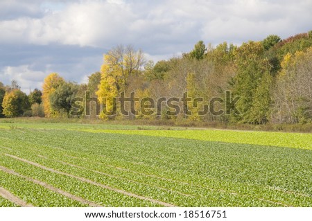 Canadian Farmland in the fall