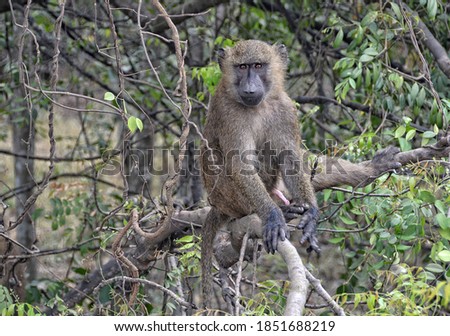 Monkey in a bush. Baboon sits on a tree. African wildlife. 