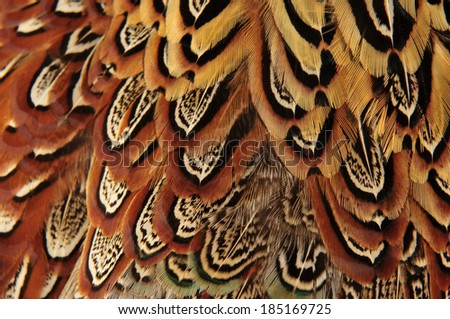 Pheasant feather  Royalty-Free Stock Photo #185169725