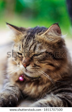 Cute thai cat Background image