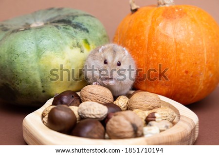 A cute little hamster in a plate with various nuts eats. Dwarf hamster with nuts on a background of pumpkins on a brown table. Autumn concept