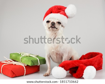 Portrait of  white  Chihuahua dog wearing Santa Christmas hat  sitting beside red and green gift boxes and red scarf  on white background. Christmas and New year celebration.
