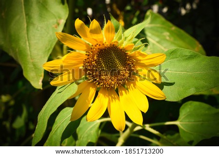 sunflowers that bloom in bright daylight