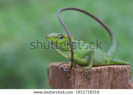 A green crested lizard (Bronchocela jubata) is sunbathing before starting his daily activities.