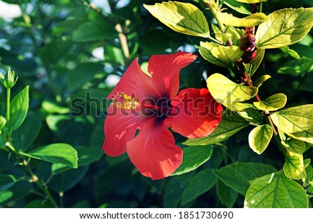 beautiful hibiscus flower on a sunny day