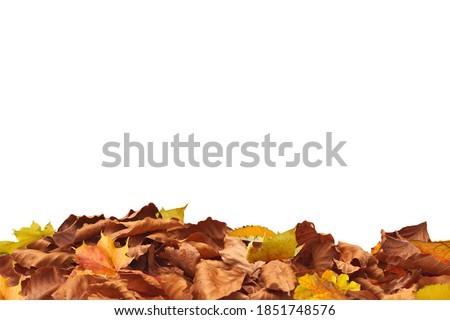 isolated colorful golden red orange colored autumnal tree leaves on the ground - for foreground - white screen Royalty-Free Stock Photo #1851748576