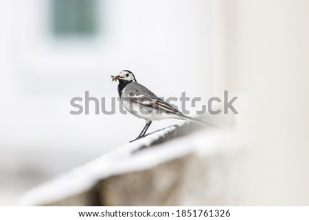 Small beautiful white wagtile bird sitting on a white block house balcony. Photo taken in Europe, Latvia.
