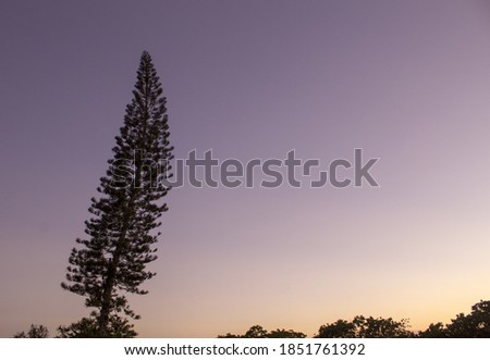 The nobility of a pine tree in the dark of day