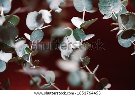 Moody macro photography of eucalyptus branch against dark red background.