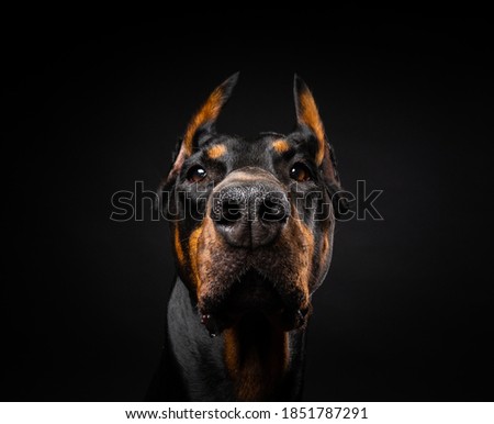 Portrait of a Doberman dog on an isolated black background. Studio shot, close-up.