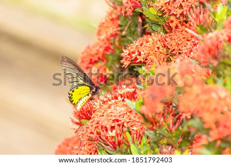 The butterfly flew to catch with the flower to use its tentacles to penetrate into the flowers to suck the nectar.