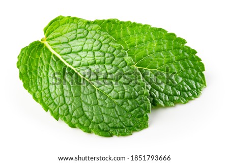 Mint leaf. Fresh mint on white background. Mint leaves isolated. With clipping path. Royalty-Free Stock Photo #1851793666