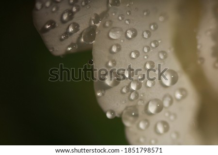 Water drops on a flower.
