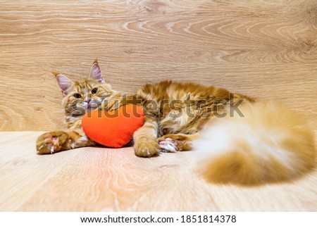 Young red cat of Maine Coon breed lying with red plush heart on wooden background. Portrait of beautiful ginger pet with fairy tail looking at camera. Love and happy Valentine's day concept
