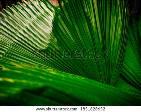  Detail of green palm leaf