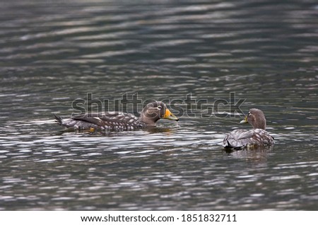 Flying Steamer-Duck, Tachyeres patachonicus, swimming in Ushuaia harbour, Argentina. Royalty-Free Stock Photo #1851832711