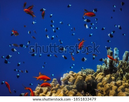 different colorful fishes and corals in the blue seawater in the background in egypt