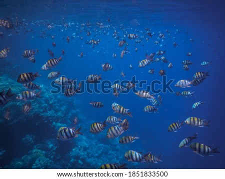 thousand indopazific sergeant fishes in the blue sea while diving