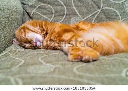 Young red cat of Maine Coon breed sleeping on sofa. Portrait of beautiful ginger pet. Pets protection, welfare, health care, veterinary concept. Focus on nose