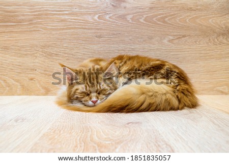 Young red cat of Maine Coon breed sleeping on wooden background. Portrait of beautiful ginger pet with fairy tail. Pets protection, welfare, health care, veterinary concept. Selective focus