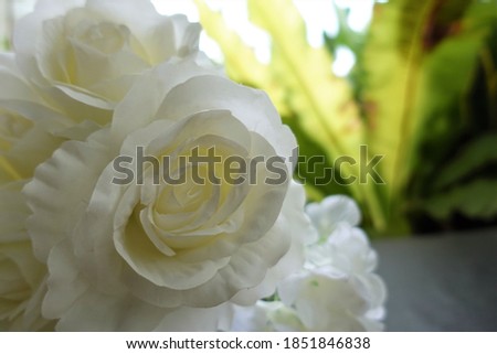 A big beautiful white color rose, with blur technique use as background