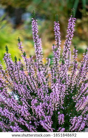 Purple / pink / violet heather shrubs in the green cold autumn garden Royalty-Free Stock Photo #1851848692