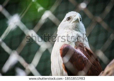 The white-headed eagle looking forward perched on the branch and the background blurred.