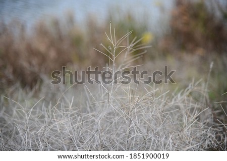 Autumn grasses and flowers with shallow depth of field