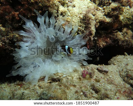 A small Clark's anemonefish inside a Bubble-tip Anemone Cebu Philippines