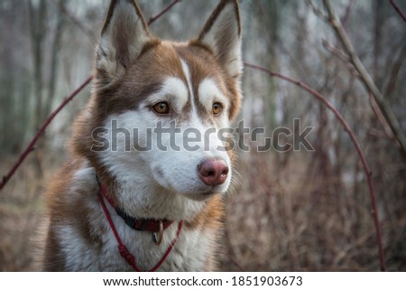 In the autumn forest, a brown husky dog.